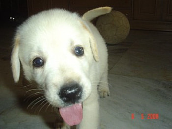 Leo the LABRADOR, dog, cute, labrador HD wallpaper