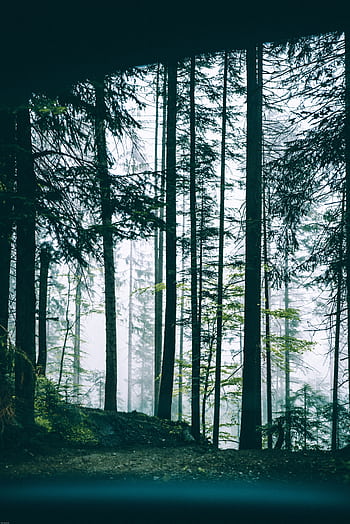 A serene view of misty forest trees through a car window in Söll, Austria. HD phone wallpaper