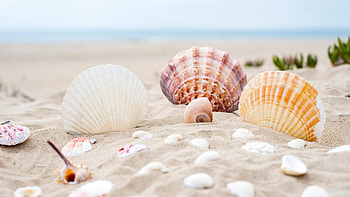 Seashell , Coastal serenade, Nature's beauty, Tranquil ocean HD wallpaper