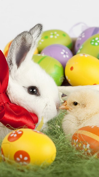Easter, Rabbit, Duck HD phone wallpaper
