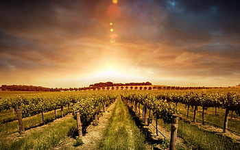 Wonderful vineyard , Stunning landscapes, Wine country beauty, backgrounds HD wallpaper