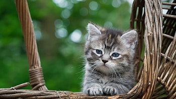 Cat, animal, kitty, paw HD wallpaper