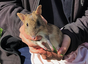 Endangered bandicoots, Genetic rescue, Crowdfunding campaign, Australian wildlife HD wallpaper