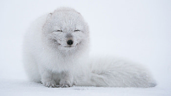 Arctic fox , Stunning fur coat, Arctic wilderness, Winter adaptation HD wallpaper