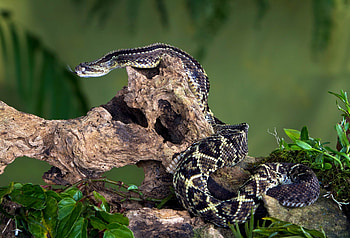 The South American, Rattlesnake HD wallpaper