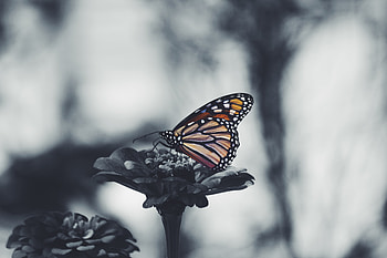 Patterns, Flower, Macro, Butterfly, Wings HD wallpaper