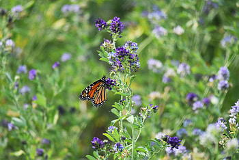 Animals, Flowers, Pattern, Insect, Butterfly, Wings, Monarch Butterfly, Butterfly Monarch HD wallpaper