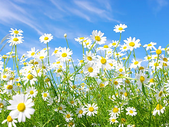 Plants, Flowers, Camomile HD wallpaper