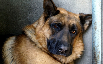 Animals, Dog, Nose, German Shepherd HD wallpaper