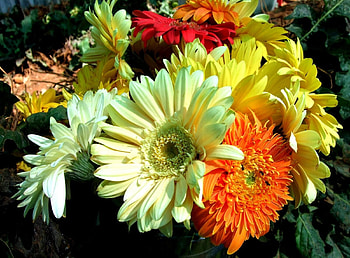 Flowers, Gerberas, Bright, Close-Up, Bouquet HD wallpaper