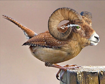 Girder, funny, bird HD wallpaper