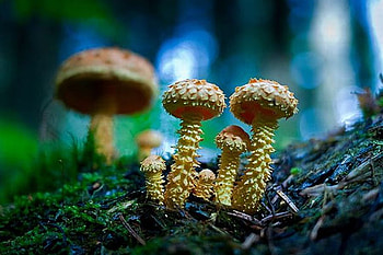 Mushrooms, cool, beautiful HD wallpaper