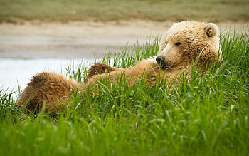 Animals, Bears HD wallpaper
