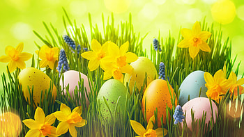 Green Pink Yellow Easter Eggs Yellow Flowers Grass Happy Easter HD wallpaper