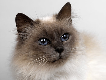 Animals, Cats HD wallpaper