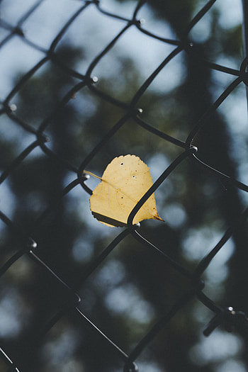 Dark, Blur, Smooth, Grid, Sheet, Leaf, Fence HD phone wallpaper