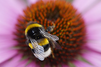 Flower, Macro, Bumblebee HD wallpaper