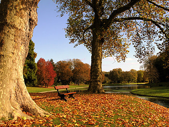 park in the autumn colors, autumn, colors, park HD wallpaper