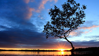 Morning at the shore, tree, sunrise, river, clouds, sky, water, reflections HD wallpaper
