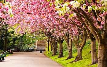 Beautiful park, Serene nature, Relaxing atmosphere, Peaceful retreat HD wallpaper