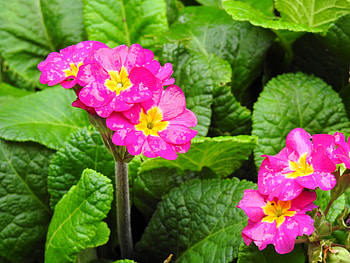 Autumn Primerose, graphy, Leaves, Flowers, Nature, Daisies, Autumn HD wallpaper