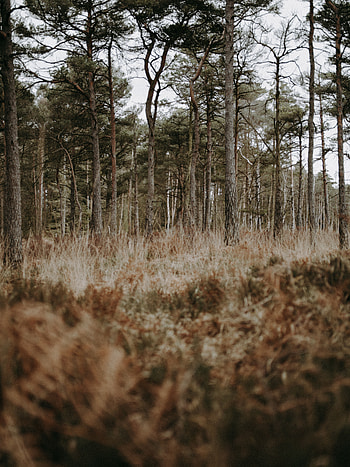 Nature, Trees, Grass, Coniferous, Forest, Wildlife HD phone wallpaper