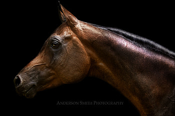 Portrait, bay, arabian, horses HD wallpaper