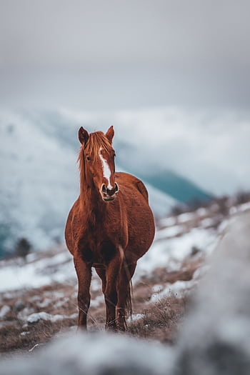 A magnificent brown horse stands in a serene snowy pasture, symbolizing strength and tranquility. HD phone wallpaper