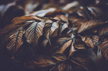 Leaves, Plant, Macro, Branch, Veins HD wallpaper
