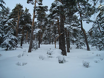 Let it snow..., Winter, Nature, Snowscape, Snow HD wallpaper