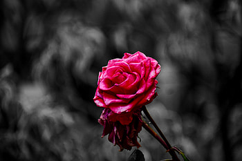 Flowers, Pink, Rose Flower, Rose, Petals, Bud, Blur, Smooth HD wallpaper