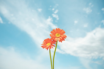 Red Flowers Minimal graphy , flowers, graphy, nature HD wallpaper