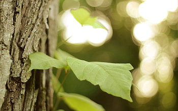 Leaves, Macro, Wood, Tree, Branch HD wallpaper