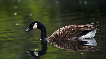 Canada Goose, Homecoming celebration, Nature conservation, Bird migration HD wallpaper