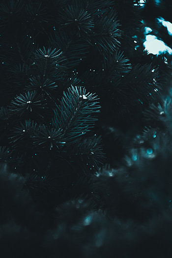 Needle, Macro, Dark, Blur, Smooth, Branch, Fir, Spruce HD phone wallpaper