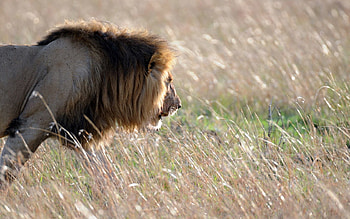 Animals, Lion, Sight, Opinion, King Of Beasts, King Of The Beasts HD wallpaper
