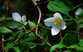 Flowers, Leaves, Plant, Macro HD wallpaper