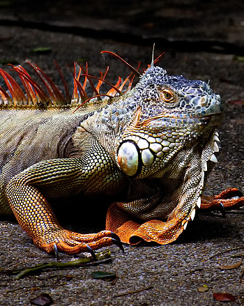 Animals, Lizard, Reptile, Iguana HD phone wallpaper
