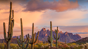 Saguaro cacti, Ironwood National Monument, Arizona, nature, cactus HD wallpaper
