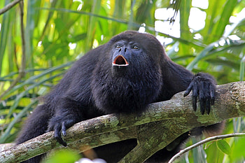 Howler Monkey, Efficient navigators, Mental maps, Intelligent strategy HD wallpaper