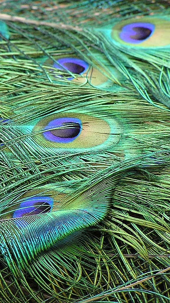 Peacock Feather, Green Shades, Peacock, Feather HD phone wallpaper