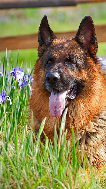 German Shepherd Dog, Sitting, Grass HD phone wallpaper