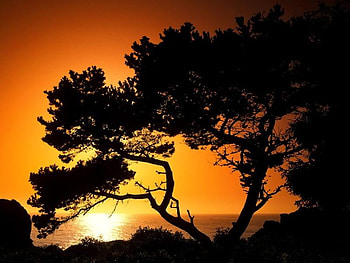 28jpg, nature, black, tree, sunset HD wallpaper