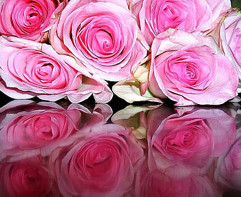 Roses Reflection, rose, pink, double, reflection HD wallpaper