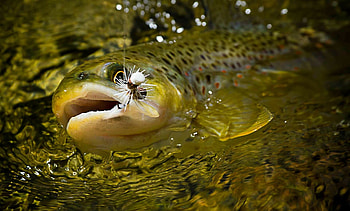 Trout, Fishing HD wallpaper