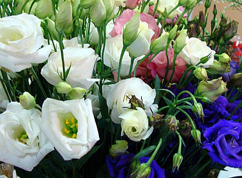 Flowers, Buds, Lot, Different, Lisianthus Russell, Lisiantus Russell HD wallpaper