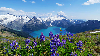 Garibaldi Lake from Panorama Ridge, Garibaldi Provincial Park, British Columbia, landscape, sky, flowers, mountains, canada HD wallpaper