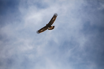 Animals, Sky, Bird, Flight, Wings, Eagle HD wallpaper