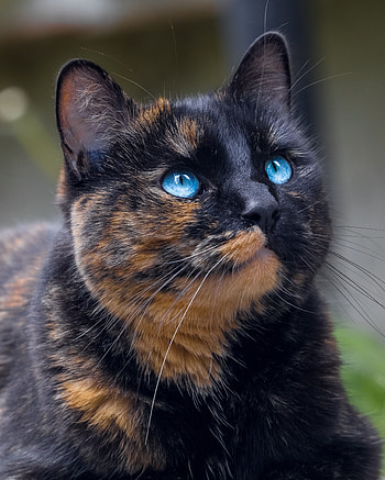 Animals, Cat, Pet, Sight, Opinion, Blue Eyed, Blue-Eyed, Tortoiseshell, Tortoise HD phone wallpaper