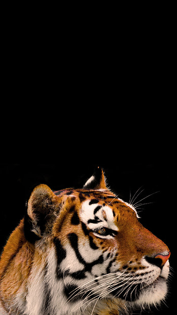 Tiger smart , Vibrant display option, Captivating ry, Striking beauty HD phone wallpaper